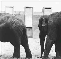 Elephants, Amsterdam