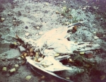 Dead seagull